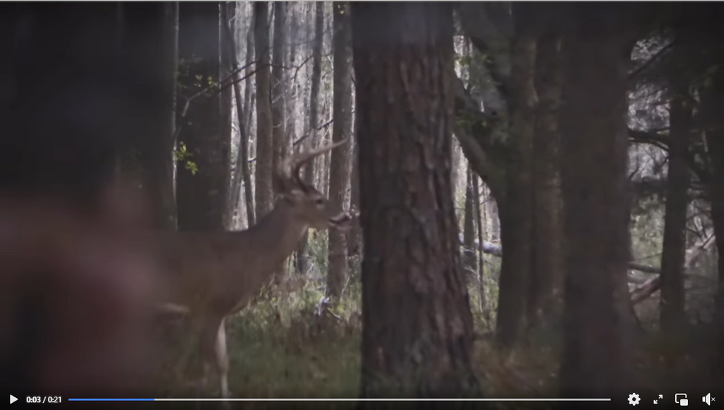 Bow Hunting From the Ground! 5 Tips for Getting the Perfect Shot